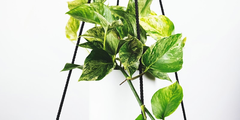 世界杯足球赛球员庆祝进球瞬间